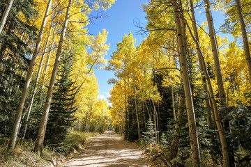 Fototapeta premium fall leaves