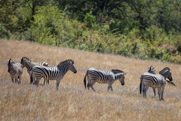 Fototapeta na wymiar Zebras 