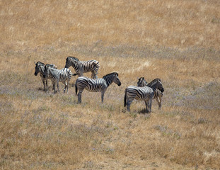 Naklejka na ściany i meble Zebras in the Grass