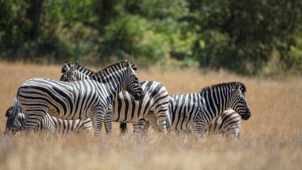 Zebras 
