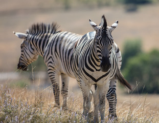 Zebras 