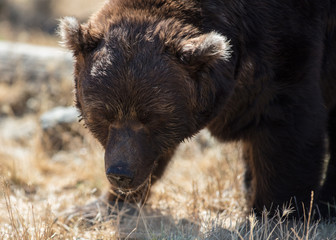 Brown Bear