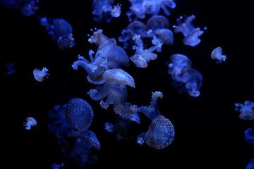 Jellyfishes moving in nature background.