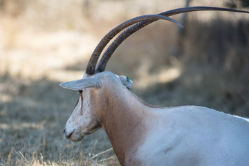 Scimitar-horned Oryx