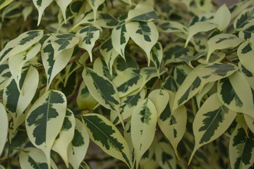 Green leaves of a houseplant.