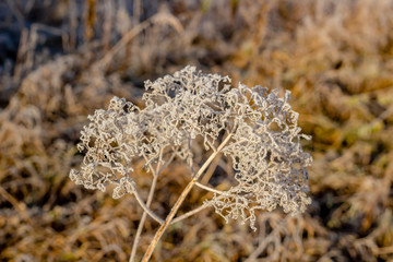 Grass covered with frost in the morning in November
