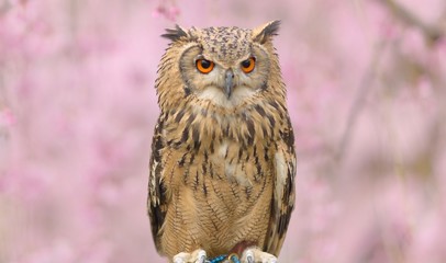 桜の森・くつろぐフクロウ