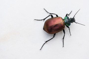 Close-up of a Leaf Beetle