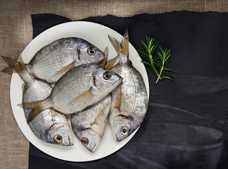 salt-water fish