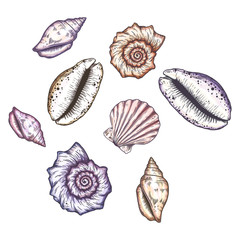 Cartoon seashell illustration.