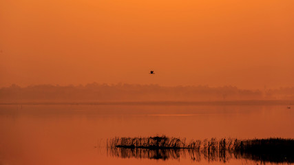 Obraz na płótnie Canvas Birds fly over the lake with Orange sun light during sunrise, Golden moment