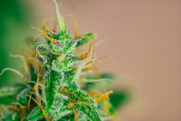 before harvest. Macro shot with sugar trichomes cbd thc, concepts of grow and use of marijuana for...