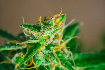medicinal Macro buds of marijuana trichomes cbd thc. Concepts of legalizing herbs weed, bud...