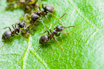Ant and Aphid Colony on Green Leaf