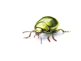 Chrysolina Coerulans Golden Yellow Mint Leaf Beetle Insect Macro Isolated on White