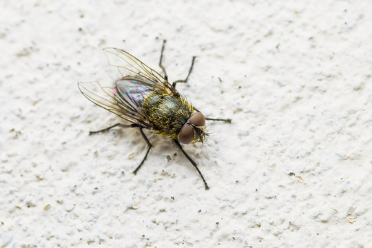 Diptera Meat Fly Insect On Wall