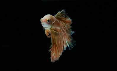 Siamese fighting fish