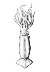 Hand drawn squid isolated