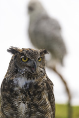 Great horned owl