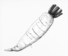 Hand drawn daikon Chinese radish