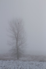 Misty Winter Morning