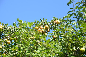 
Crown pear tree with fruits against the sky.