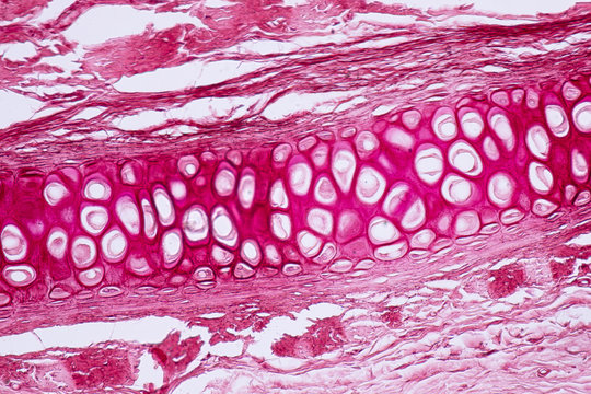 Cross section human cartilage bone under microscope view for education histology.