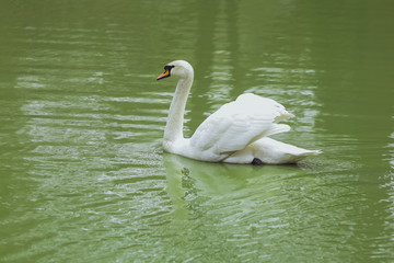 White swan in the water