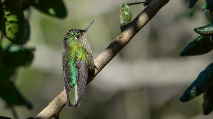 Picaflor chico © Javier