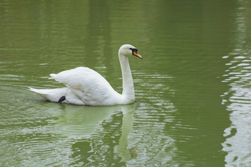 Fototapeta premium White swan in the water