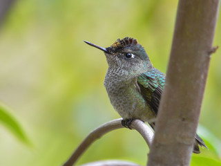 Picaflor chico © Javier