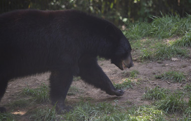 Fototapeta na wymiar Louisiana Black Bear