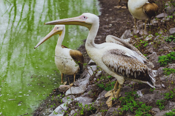 Two Pelican Birds