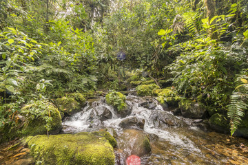 Idyllic clearwater stream flowing through montane rainforest at 1.900m elevation in the Cordillera...