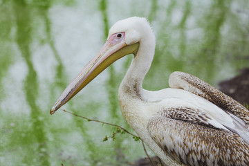 One Pelican bird