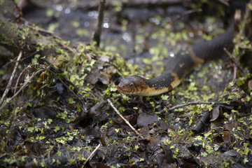 Broad-Banded Water Snake Swimming