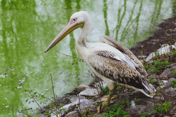 One Pelican bird