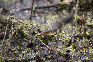 Broad-Banded Water Snake Swimming