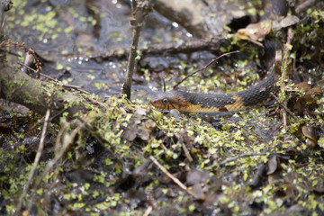 Broad-Banded Water Snake Swimming