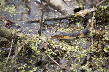 Broad-Banded Water Snake Swimming