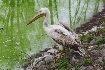 One Pelican bird