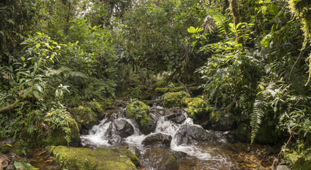 Idyllic clearwater stream flowing through montane rainforest at 1.900m elevation in the Cordillera...