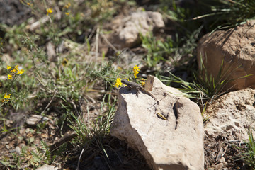 Desert Lizard