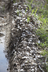 Ridge of Mussels and Dried Mud
