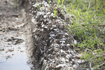 Ridge of Mussels and Dried Mud