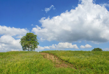 Fototapeta na wymiar landscape of green field and blue sky