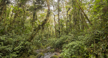 Interior of mossy montane rainforest and stream  at 1.900m elevation in the Cordillera del Condor, a site of high biodiversity and endemism in southern Ecuador