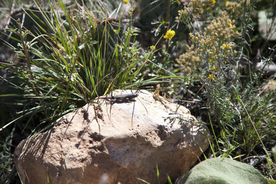 Desert Lizard