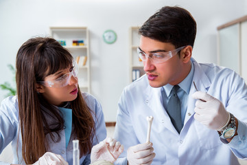 Paleontologists looking at bones of extinct animals
