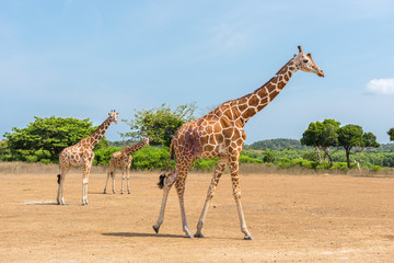 Giraffe at Calauit Island Game Preserve and Wildlife Sanctuary, Busuanga, Palawan, Philippines